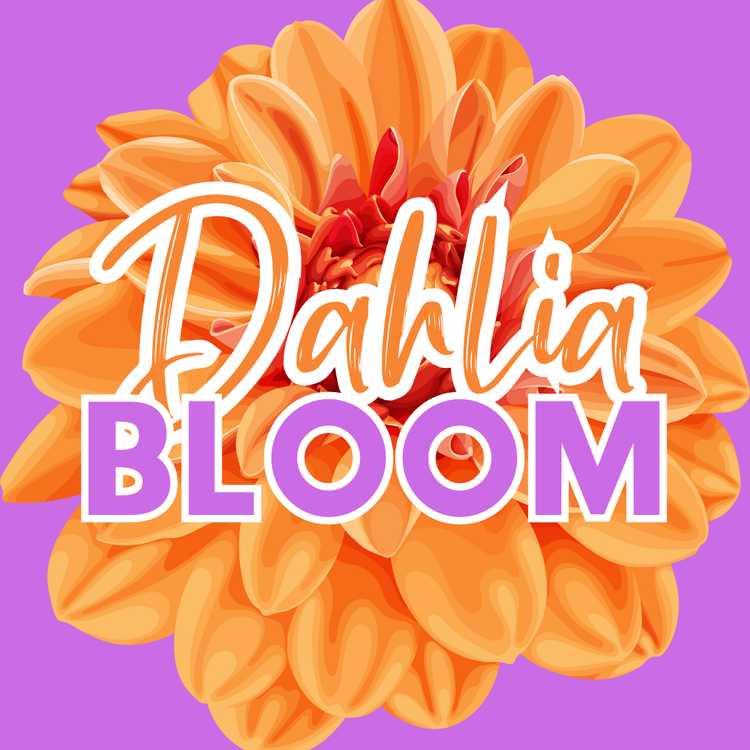 Dahlia Bloom Butter Cream
