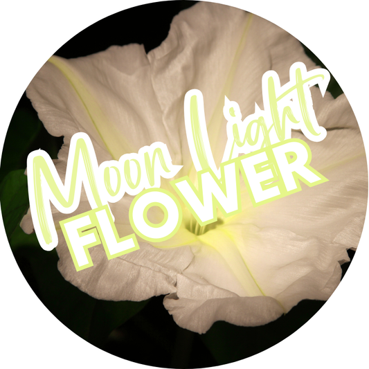 Moon Light Flower Body Glaze