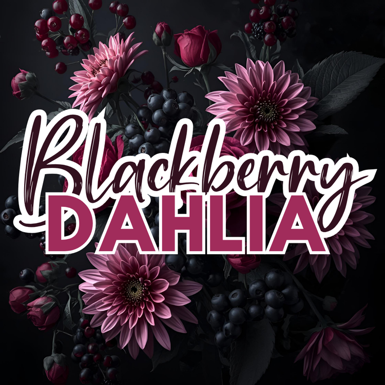 Blackberry Dahlia Body Frosting